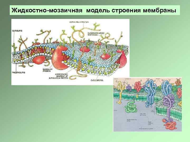 Жидкостно-мозаичная модель строения мембраны 