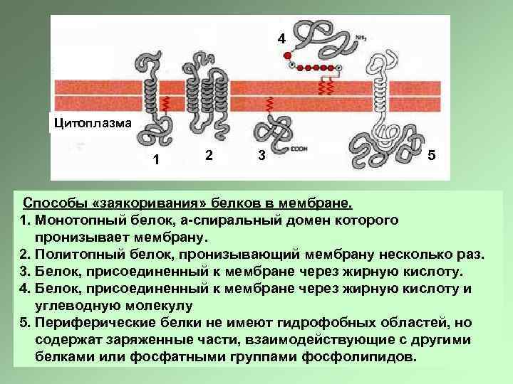 4 Цитоплазма 1 2 3 5 Способы «заякоривания» белков в мембране. 1. Монотопный белок,