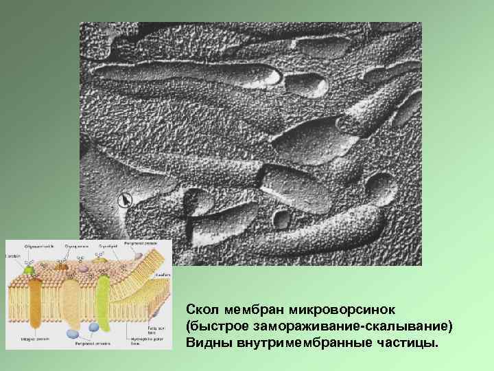 Скол мембран микроворсинок (быстрое замораживание-скалывание) Видны внутримембранные частицы. 