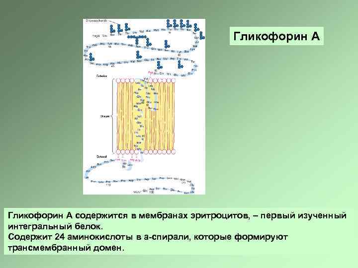 Гликофорин А содержится в мембранах эритроцитов, – первый изученный интегральный белок. Содержит 24 аминокислоты
