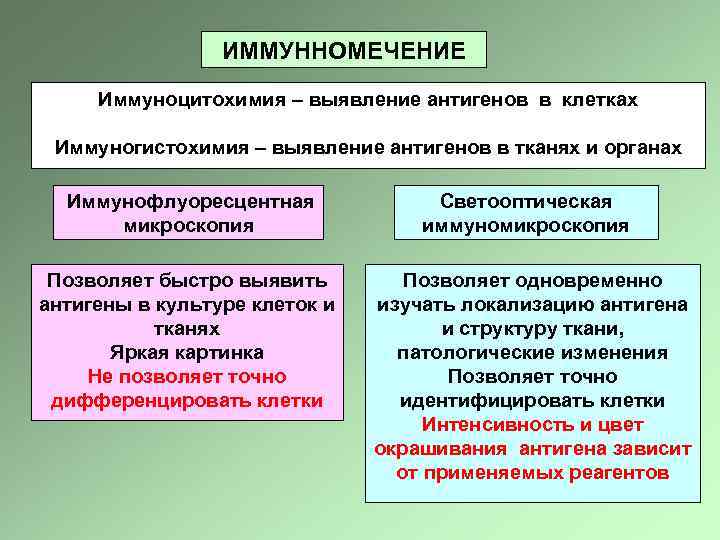 ИММУННОМЕЧЕНИЕ Иммуноцитохимия – выявление антигенов в клетках Иммуногистохимия – выявление антигенов в тканях и