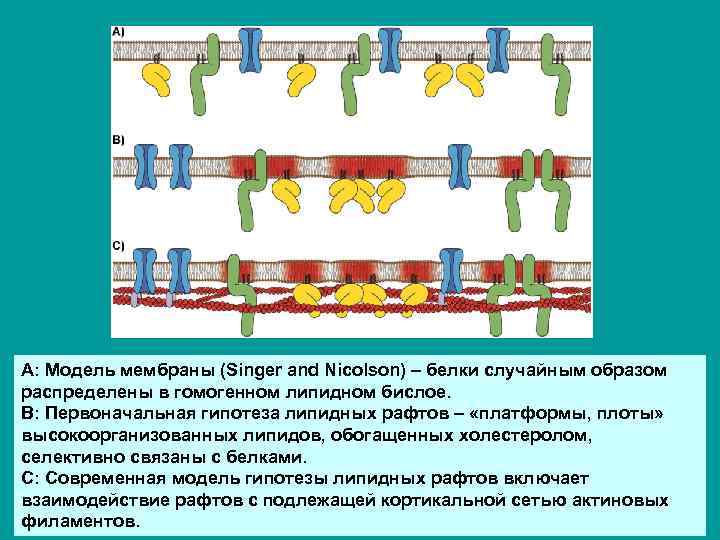 A: Модель мембраны (Singer and Nicolson) – белки случайным образом распределены в гомогенном липидном