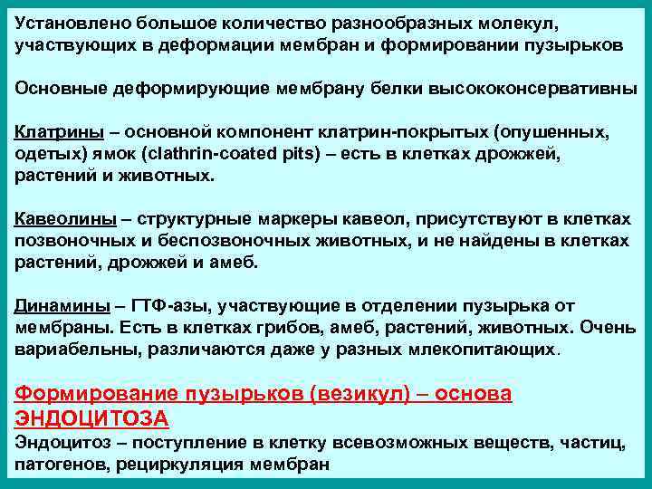 Установлено большое количество разнообразных молекул, участвующих в деформации мембран и формировании пузырьков Основные деформирующие