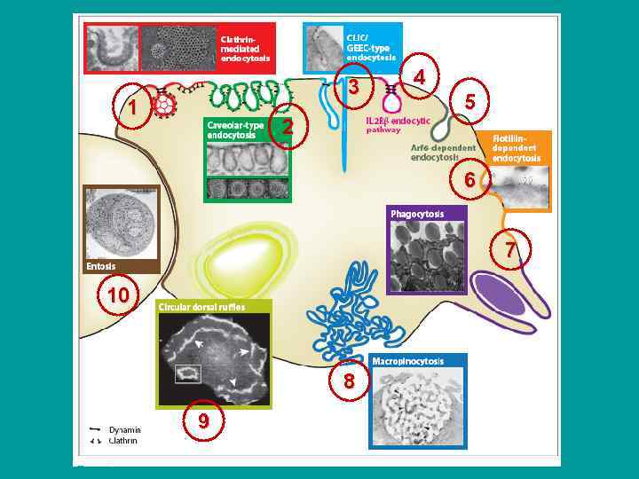 3 1 4 5 2 6 7 10 8 9 