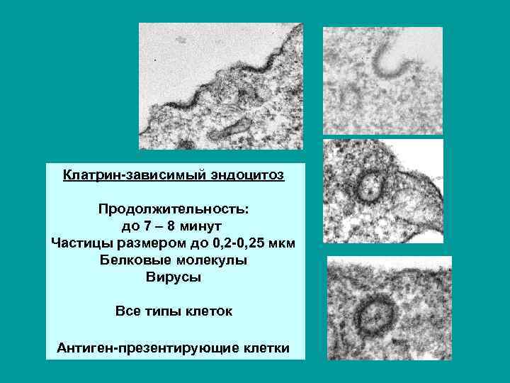 Клатрин-зависимый эндоцитоз Продолжительность: до 7 – 8 минут Частицы размером до 0, 2 -0,