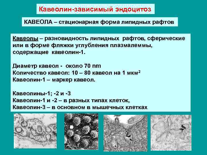 Кавеолин-зависимый эндоцитоз КАВЕОЛА – стационарная форма липидных рафтов Кавеолы – разновидность липидных рафтов, сферические