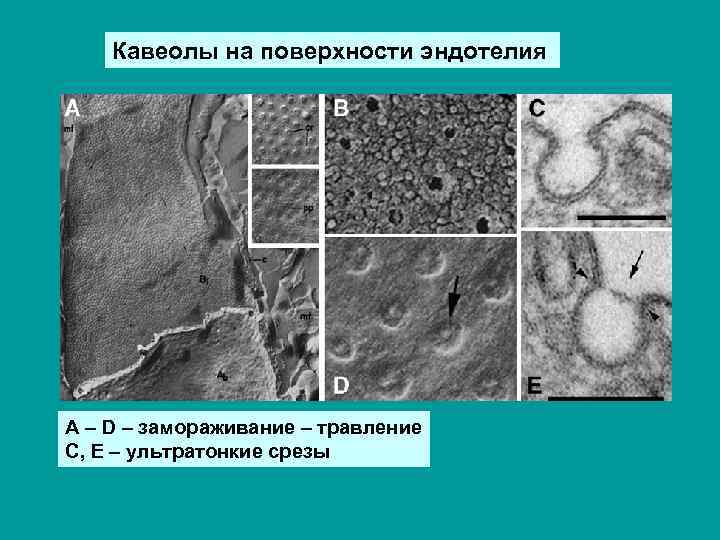 Кавеолы на поверхности эндотелия А – D – замораживание – травление С, Е –