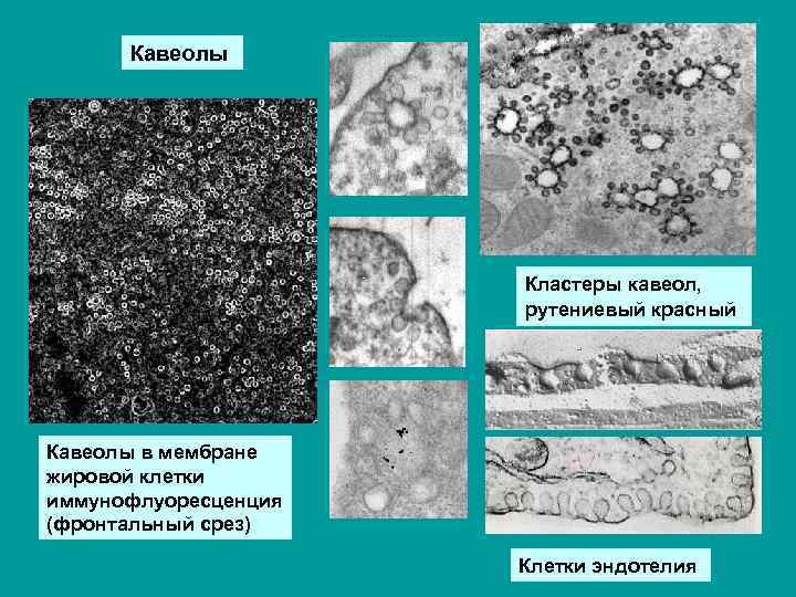 Кавеолы Кластеры кавеол, рутениевый красный Кавеолы в мембране жировой клетки иммунофлуоресценция (фронтальный срез) Клетки