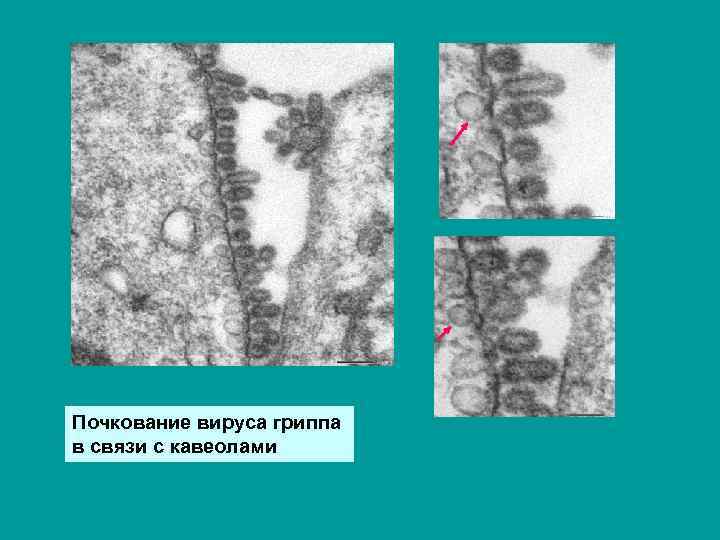 Почкование вируса гриппа в связи с кавеолами 