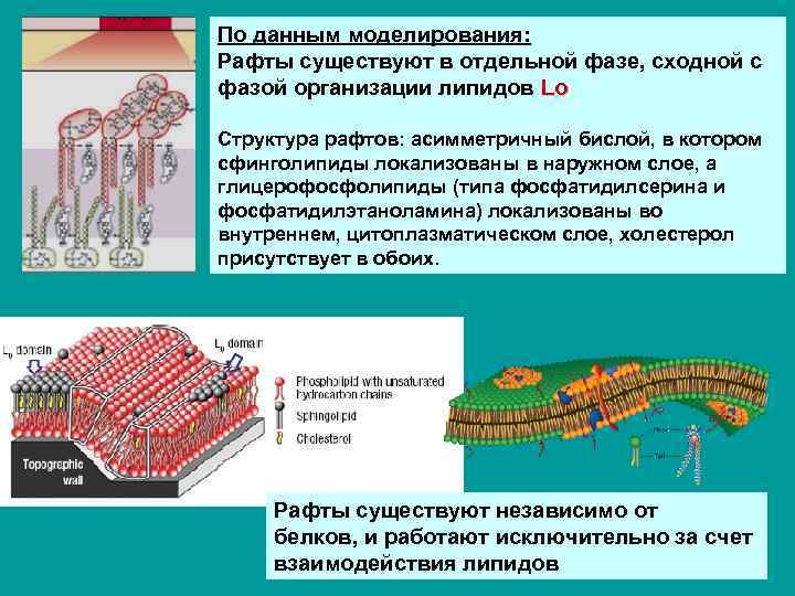 По данным моделирования: Рафты существуют в отдельной фазе, сходной с фазой организации липидов Lo