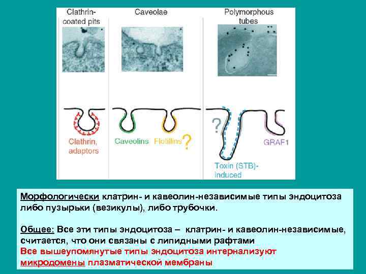Морфологически клатрин- и кавеолин-независимые типы эндоцитоза либо пузырьки (везикулы), либо трубочки. Общее: Все эти