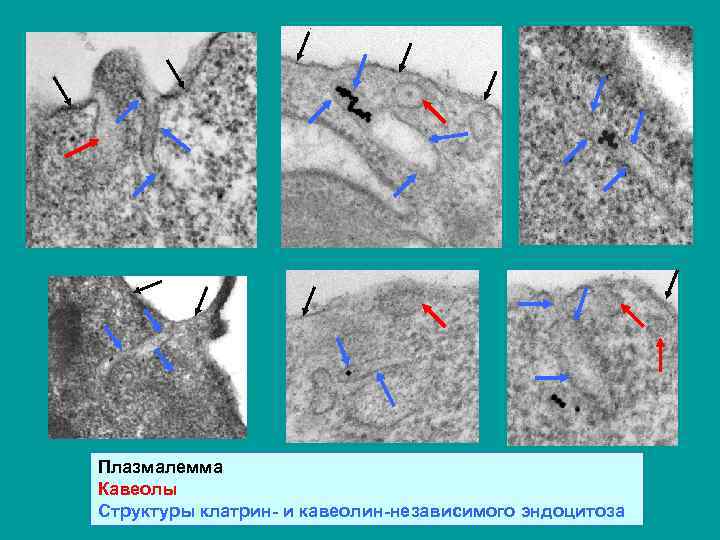 Плазмалемма Кавеолы Структуры клатрин- и кавеолин-независимого эндоцитоза 