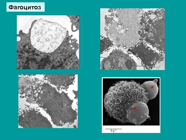 Фагоцитоз 