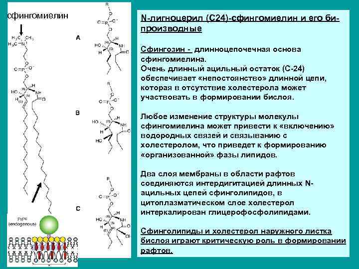 сфингомиелин N-лигноцерил (C 24)-сфингомиелин и его бипроизводные Сфингозин - длинноцепочечная основа сфингомиелина. Очень длинный