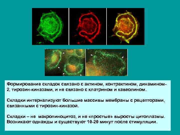 Формирование складок связано с актином, контрактином, динамином 2, тирозин-киназами, и не связано с клатрином