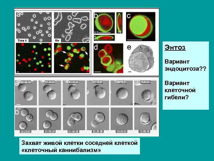 Варианты клеток. Энтоз. Клеточный каннибализм. Варианты гибели клеток. Как выглядят уменьшенные варианты клеток.