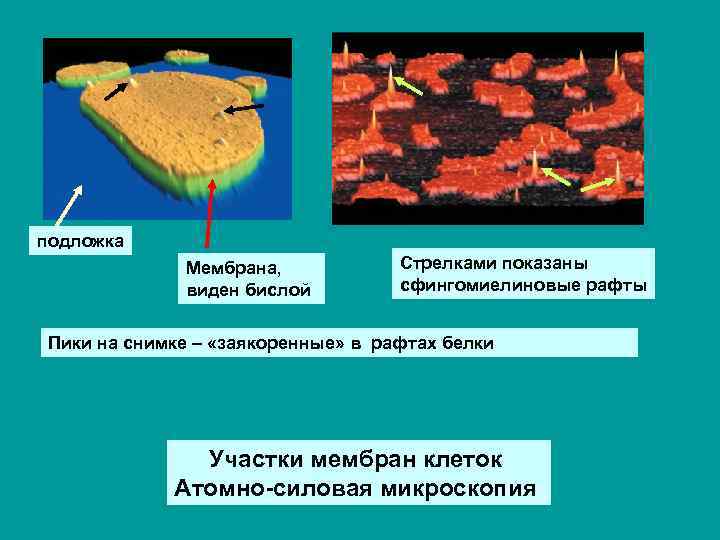 подложка Мембрана, виден бислой Стрелками показаны сфингомиелиновые рафты Пики на снимке – «заякоренные» в