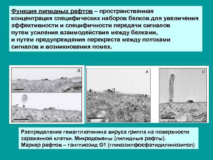 Функция липидных рафтов – пространственная концентрация специфических наборов белков для увеличения эффективности и специфичности