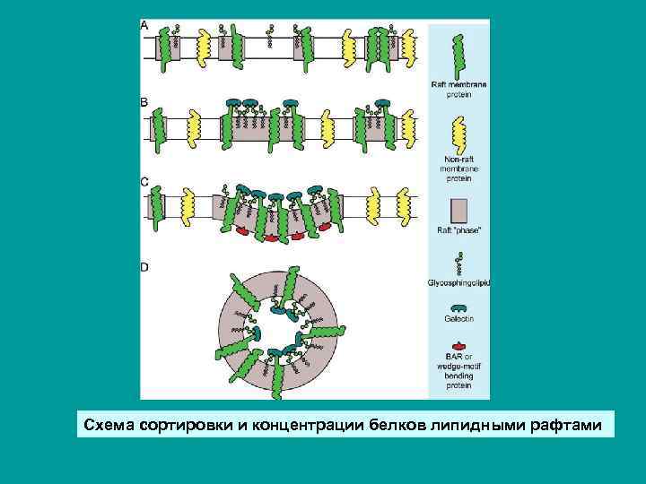 Схема сортировки и концентрации белков липидными рафтами 