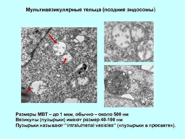Мультивезикулярные тельца (поздние эндосомы) Размеры МВТ – до 1 мкм, обычно – около 500