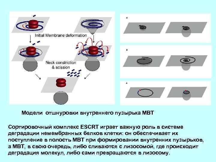 Модели отшнуровки внутреннего пузырька МВТ Сортировочный комплекс ESCRT играет важную роль в системе деградации