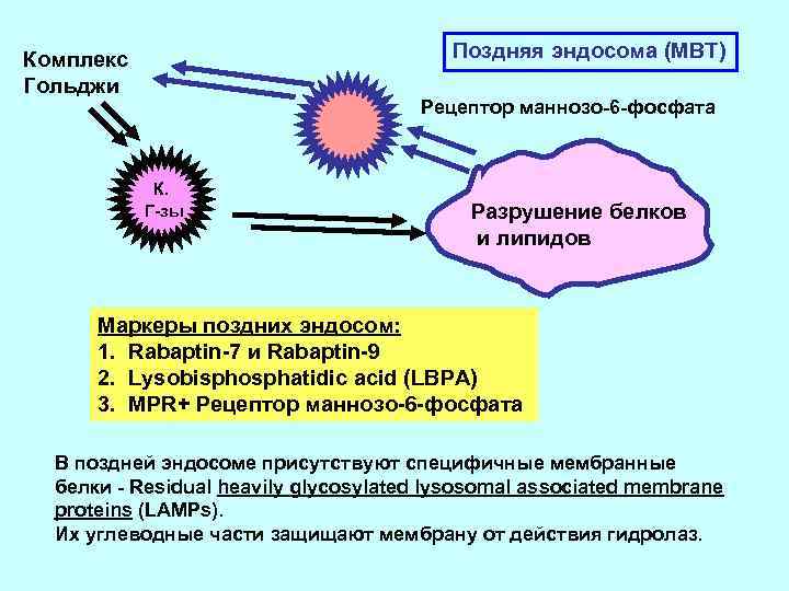 Поздняя эндосома (МВТ) Комплекс Гольджи Рецептор маннозо-6 -фосфата К. Г-зы Разрушение белков и липидов