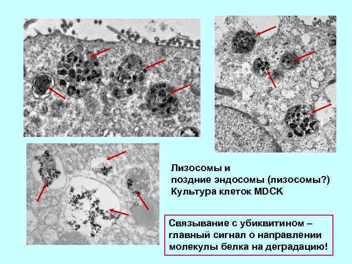 Лизосомы и поздние эндосомы (лизосомы? ) Культура клеток MDCK Связывание с убиквитином – главный
