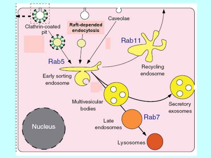 Raft-depended endocytosis 