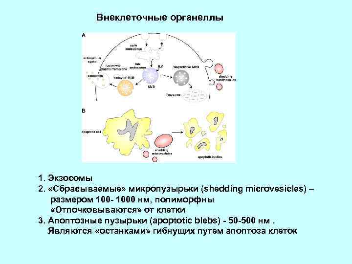 Внеклеточные органеллы 1. Экзосомы 2. «Сбрасываемые» микропузырьки (shedding microvesicles) – размером 100 - 1000