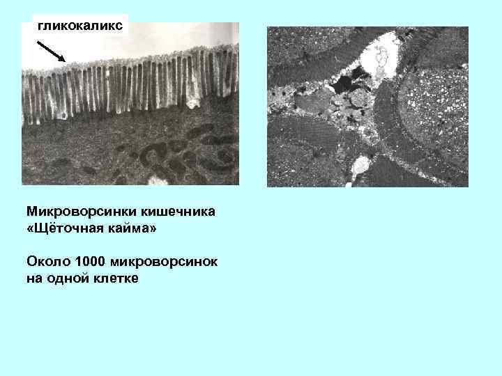 гликокаликс Микроворсинки кишечника «Щёточная кайма» Около 1000 микроворсинок на одной клетке 