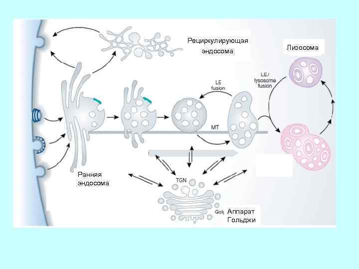 Лизосомы расщепление белков. Ранняя и поздняя эндосома. Ранние эндосомы. Структура и функции эндосом. Эндосомы строение и функции.