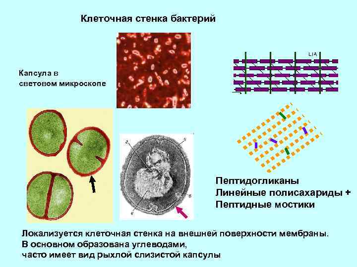 Клеточная стенка бактерий Капсула в световом микроскопе Пептидогликаны Линейные полисахариды + Пептидные мостики Локализуется