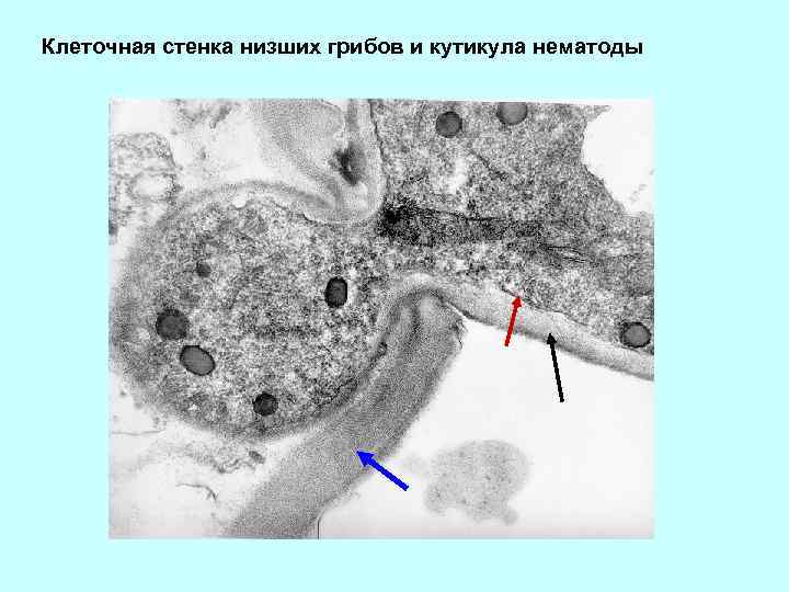 Клеточная стенка низших грибов и кутикула нематоды 