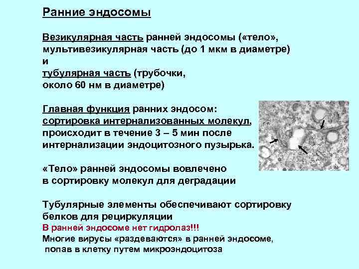 Ранние эндосомы Везикулярная часть ранней эндосомы ( «тело» , мультивезикулярная часть (до 1 мкм