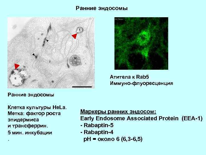 Ранние эндосомы Атитела к Rab 5 Иммуно-флуоресценция Ранние эндосомы Клетка культуры He. La. Метка: