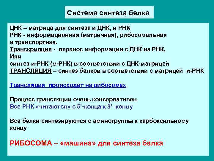 Система синтеза белка ДНК – матрица для синтеза и ДНК, и РНК - информационная