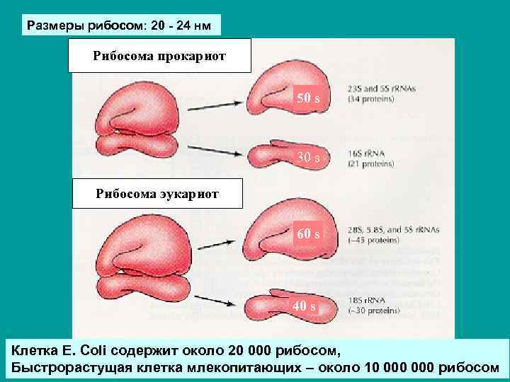 Размеры рибосом: 20 - 24 нм Рибосома прокариот 50 s 30 s Рибосома эукариот