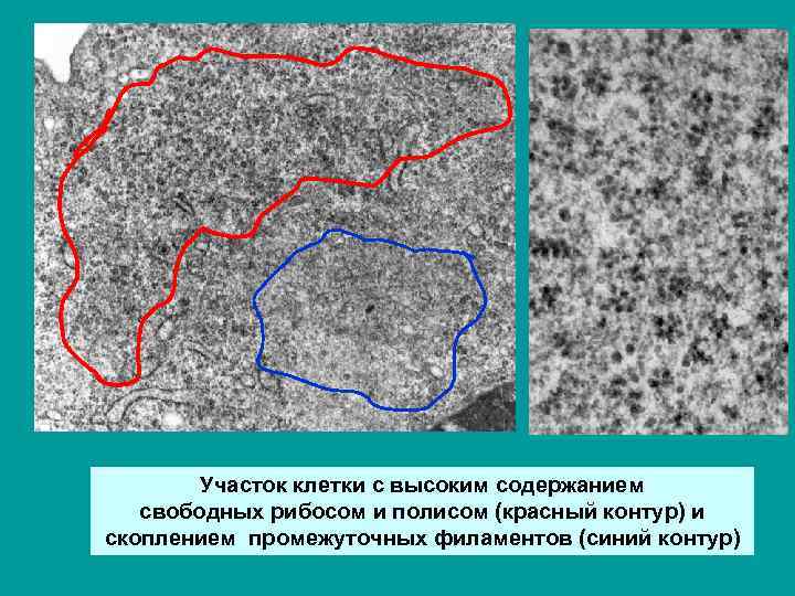 Клетки участки. Клеточная территория. Участки клетки. Более тонкие участки клетки. Достигает всех участков клетки.