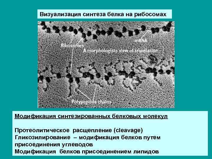 Визуализация синтеза белка на рибосомах Модификация синтезированных белковых молекул Протеолитическое расщепление (cleavage) Гликозилирование –