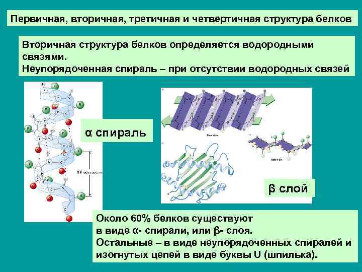 Вторичная структура белков связь. Неупорядоченная структура белка. Первичная вторичная и третичная структура белков. Белок первичная структура вторичная третичная. Структура белков первичная вторичная третичная четвертичная.