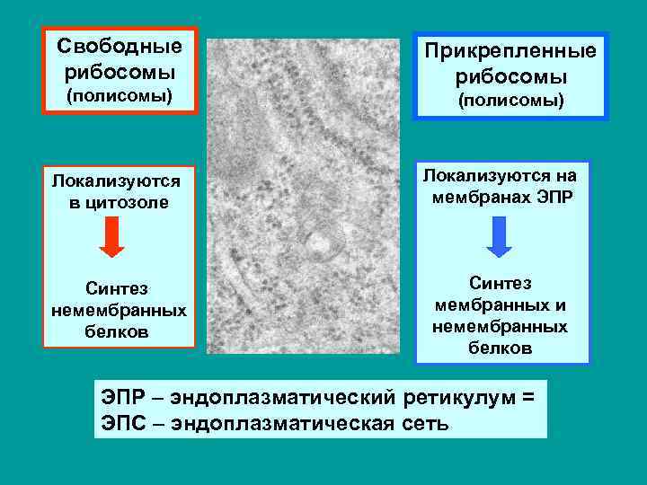 Свободные рибосомы (полисомы) Прикрепленные рибосомы (полисомы) Локализуются в цитозоле Локализуются на мембранах ЭПР Синтез