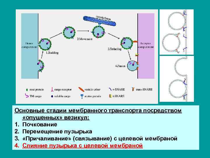 Основные стадии мембранного транспорта посредством «опушенных» везикул: 1. Почкование 2. Перемещение пузырька 3. «Причаливание»