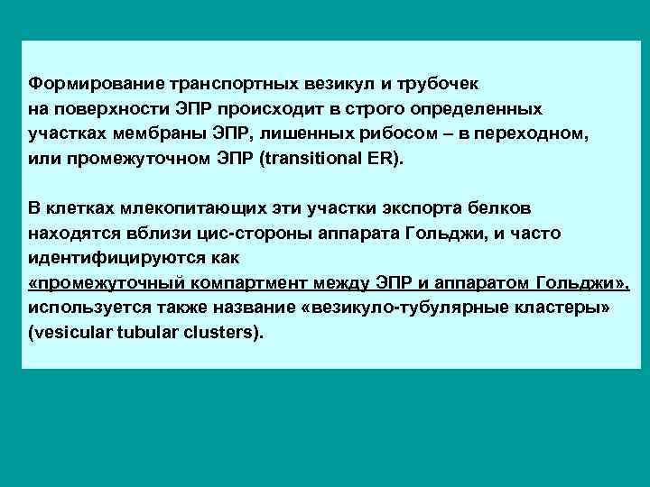 Формирование транспортных везикул и трубочек на поверхности ЭПР происходит в строго определенных участках мембраны