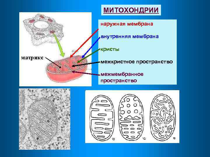 Соотнесите объекты с их обозначениями на рисунке гранула запасных веществ межмембранное пространство