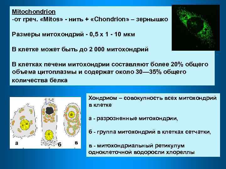 Mitochondrion -от греч. «Mitos» - нить + «Chondrion» – зернышко Размеры митохондрий - 0,