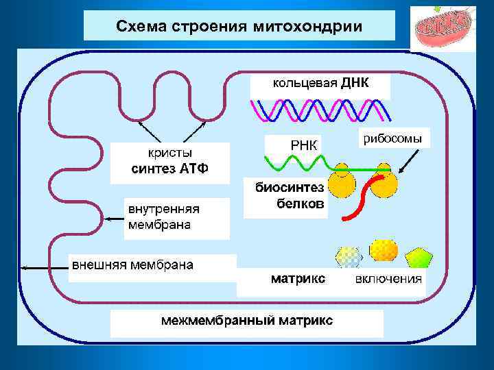 Митохондрии атф хлоропласты. Схема процессов в митохондриях. Строение митохондрий биохимия. Матрикс и рибосомы митохондрии. Энергетический обмен в митохондриях.