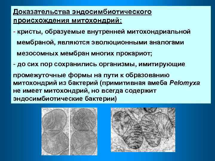 Доказательства эндосимбиотического происхождения митохондрий: - кристы, образуемые внутренней митохондриальной мембраной, являются эволюционными аналогами мезосомных