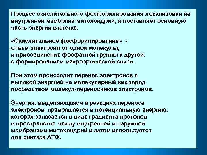 Процесс окислительного фосфорилирования локализован на внутренней мембране митохондрий, и поставляет основную часть энергии в