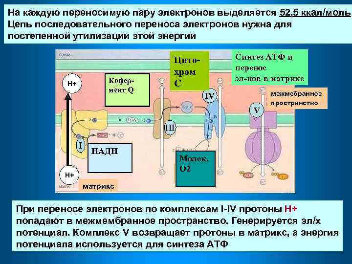На каждую переносимую пару электронов выделяется 52, 5 ккал/моль Цепь последовательного переноса электронов нужна
