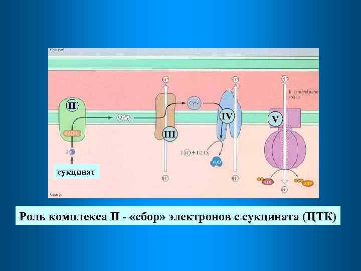 II IV V III сукцинат Роль комплекса II - «сбор» электронов с сукцината (ЦТК)